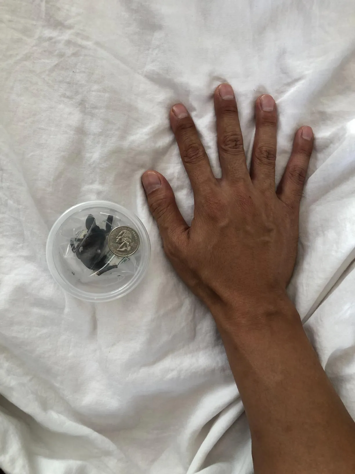/img/19576-safe-freeze-dried-tarantula.webp