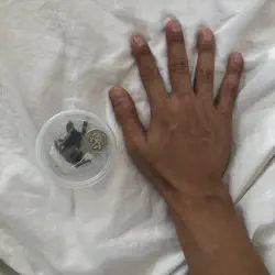 /img/19576-safe-freeze-dried-tarantula.webp