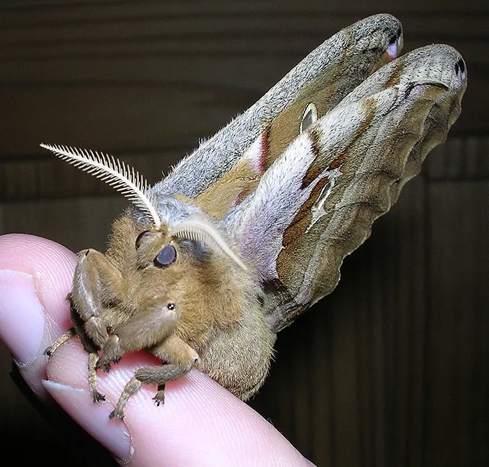 /img/19577-moth-behavior.webp