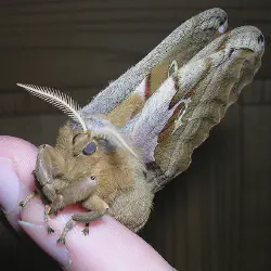 /img/19577-moth-behavior.webp