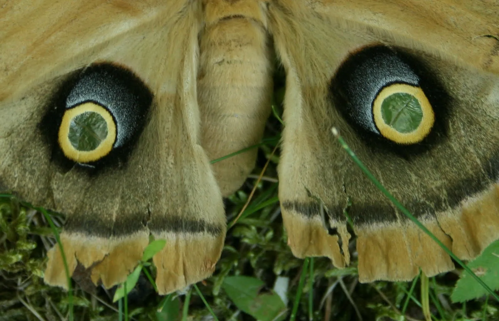 19577 moth habitat
