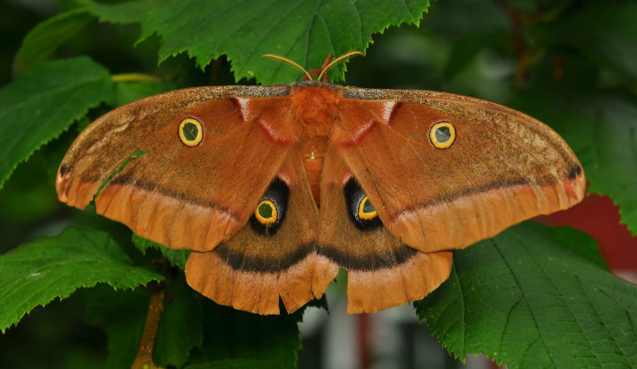 19577 moth larva