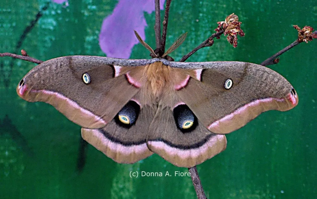 19577 moth lifecycle