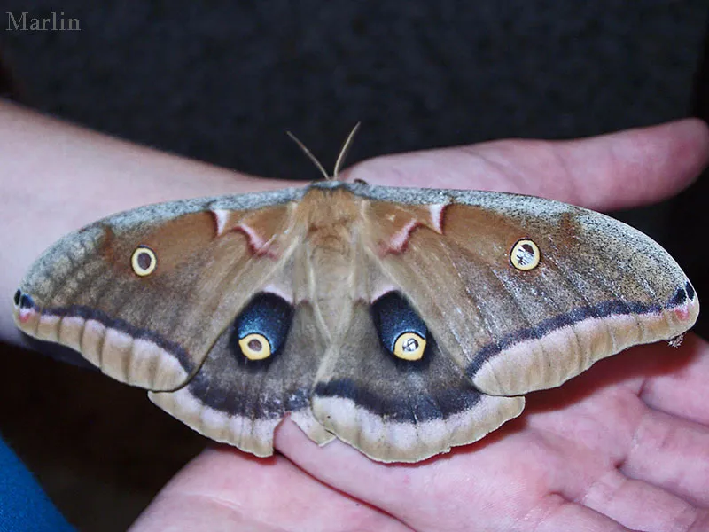 19577 moth wingspan