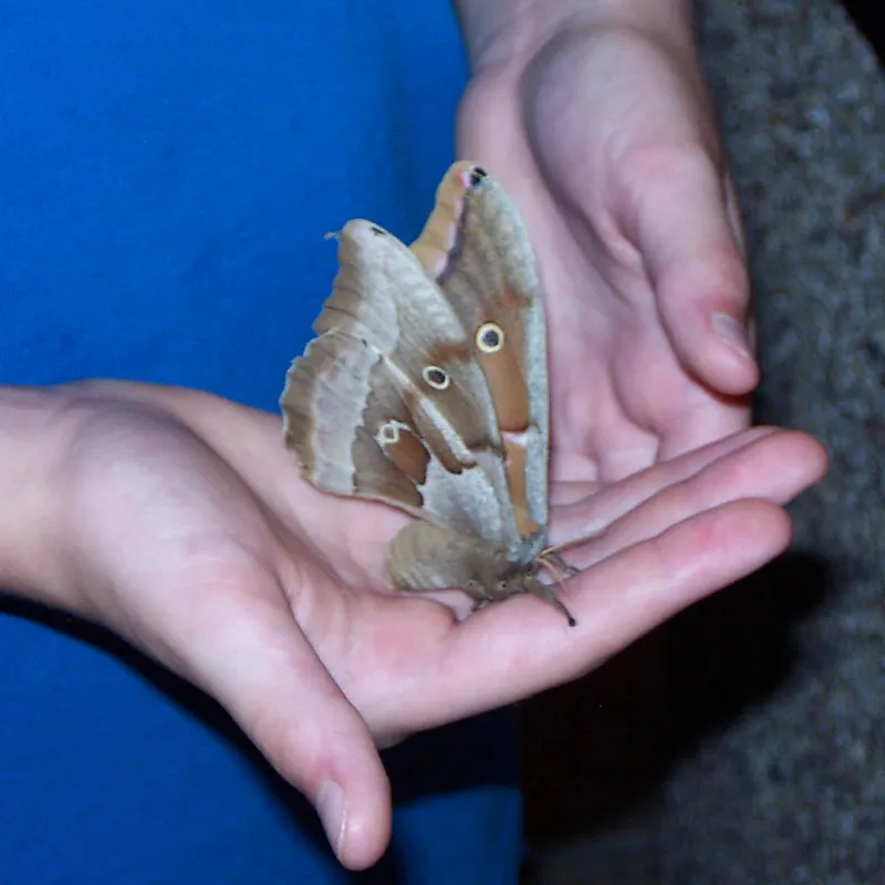 19577 tarantula moth