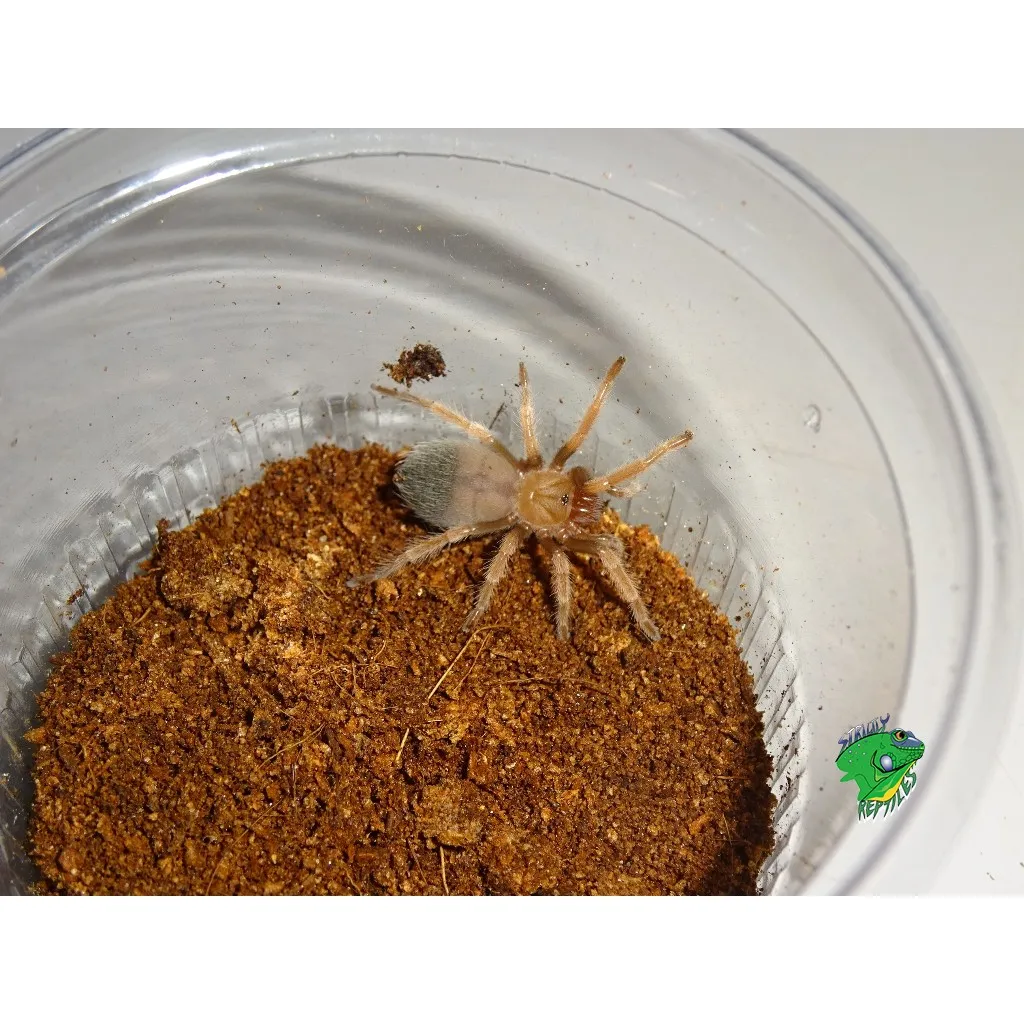 19579 fireleg tarantula burrow