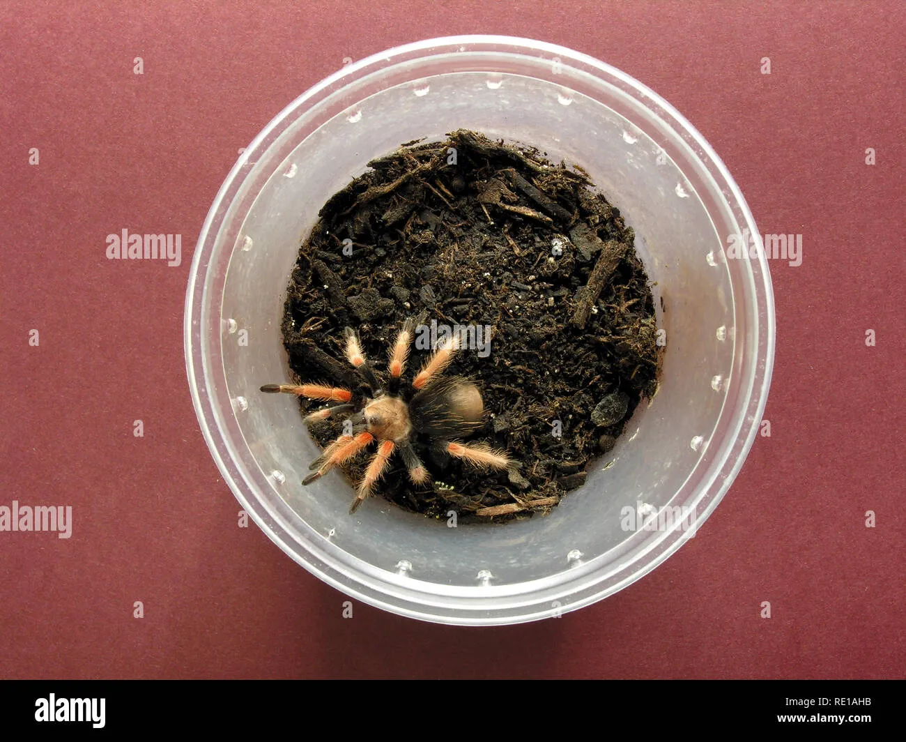 /img/19579-fireleg-tarantula-conservation.webp