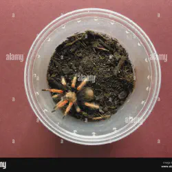 /img/19579-fireleg-tarantula-conservation.webp
