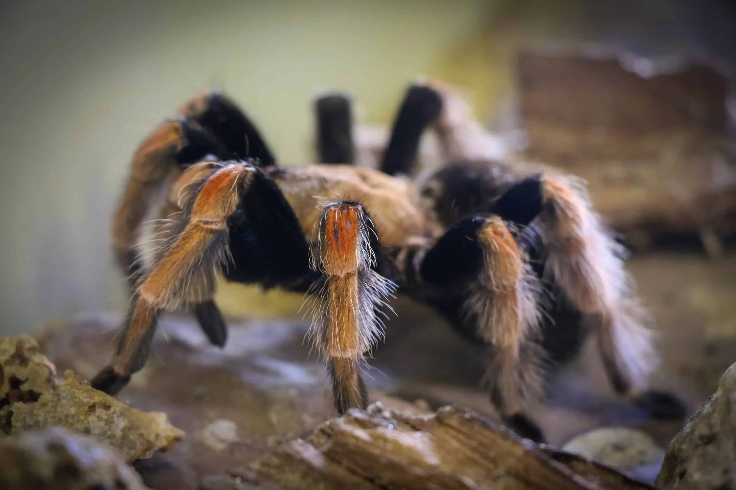 19579 fireleg tarantula leaf litter