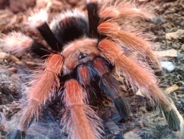 19579 fireleg tarantula native range