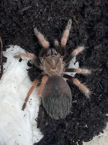 19579 fireleg tarantula predators