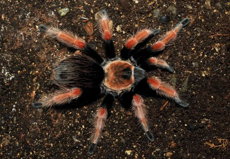 19579 fireleg tarantula terrestrial environment