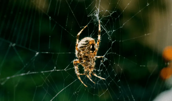 19580 tarantula spider 4
