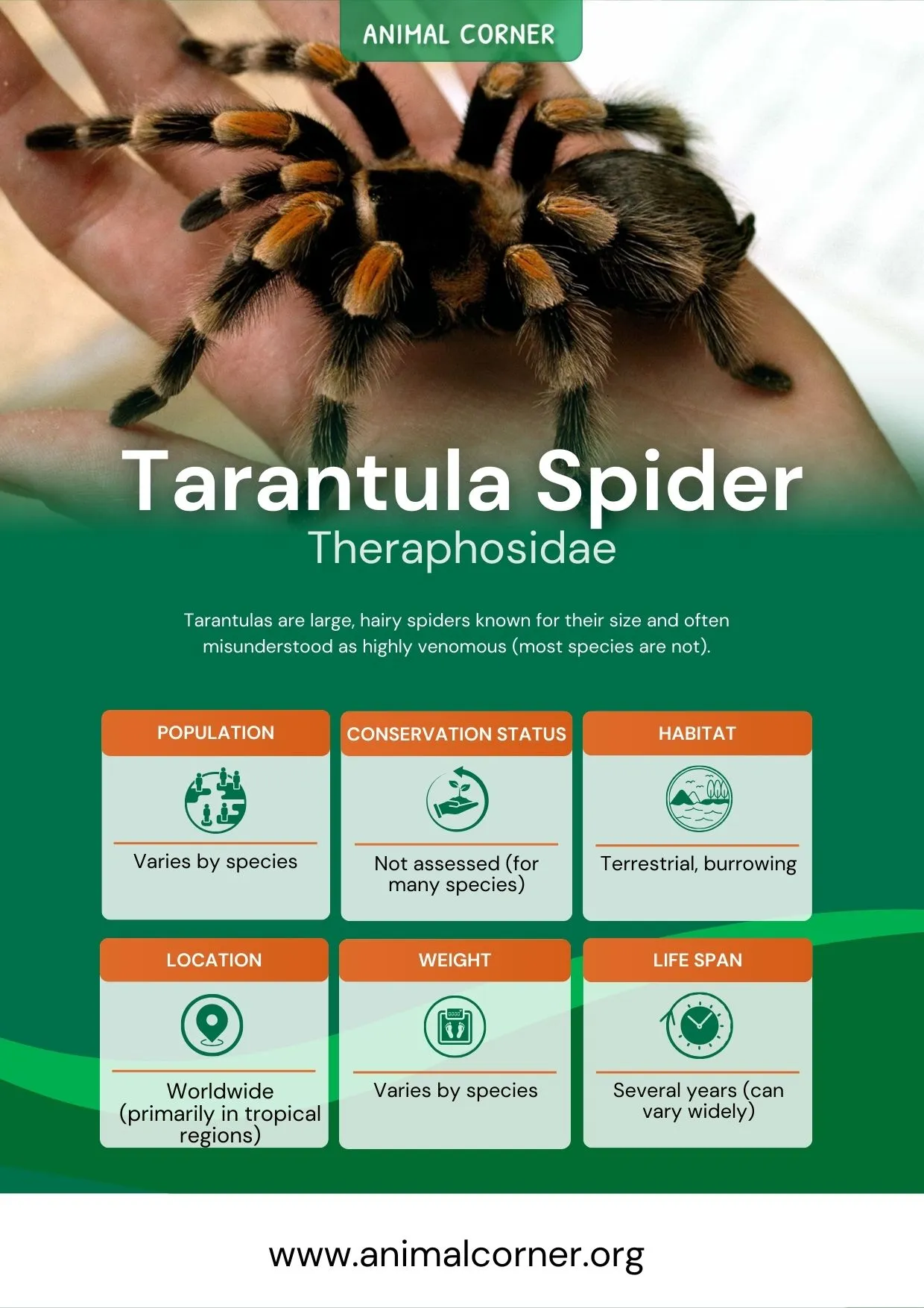19580 tarantula spider 5