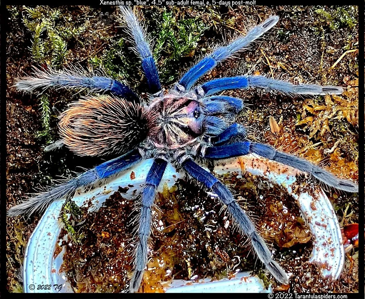 /img/19580-tarantula-spider-8.webp