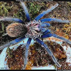 /img/19580-tarantula-spider-8.webp