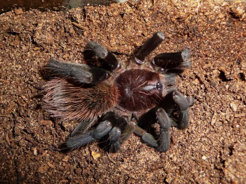 19581 tarantula feeding
