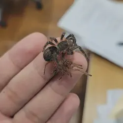 /img/19581-tarantula-hydration.webp