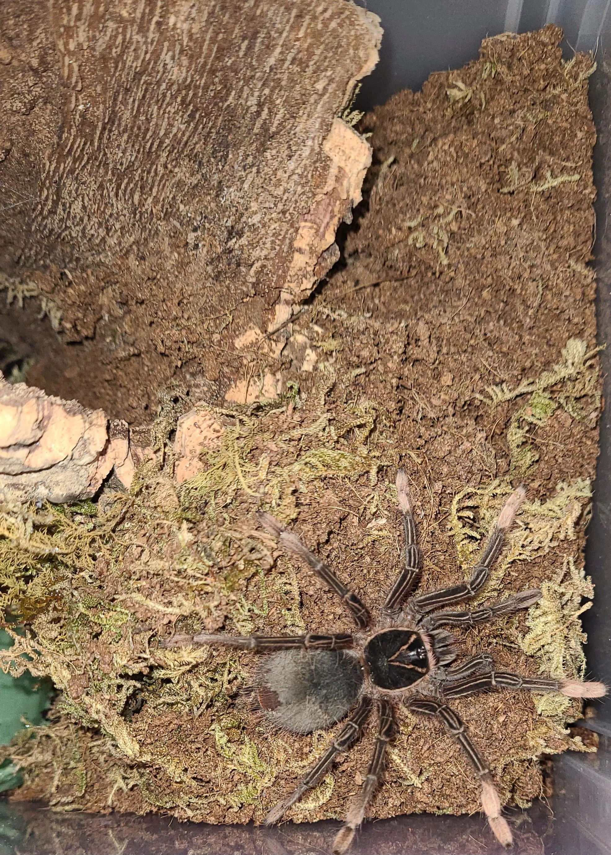 19581 tarantula molt process