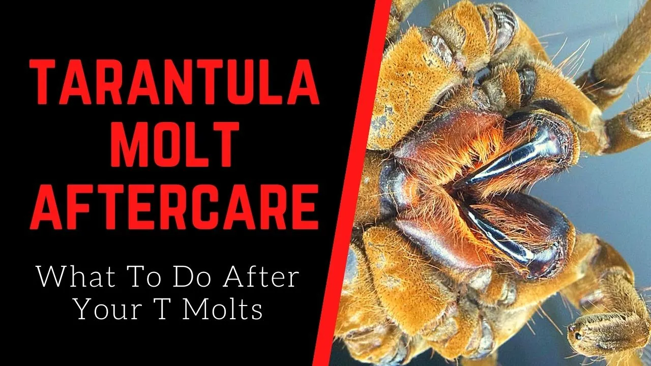 19581 tarantula molting