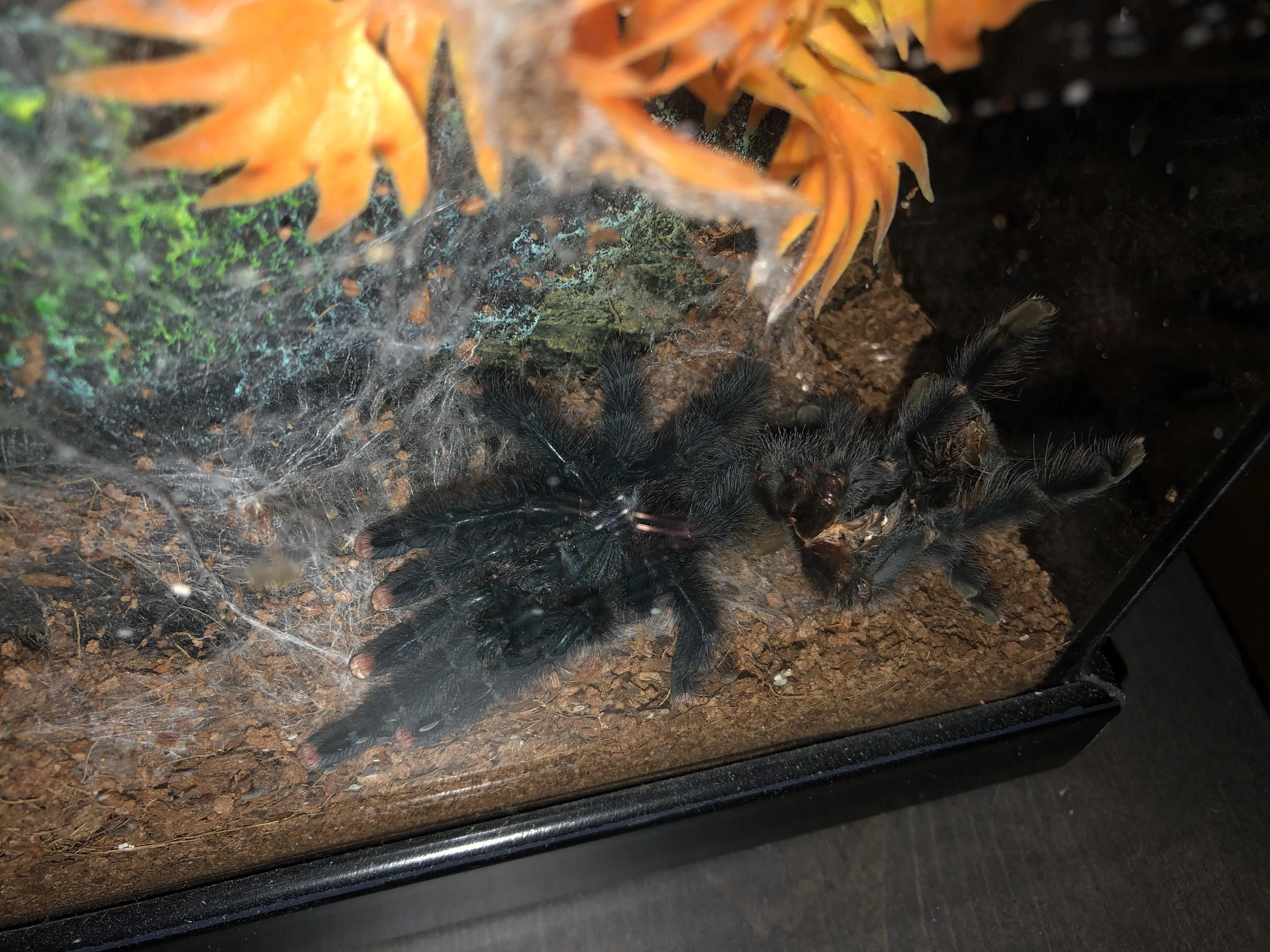 19581 tarantula post molt