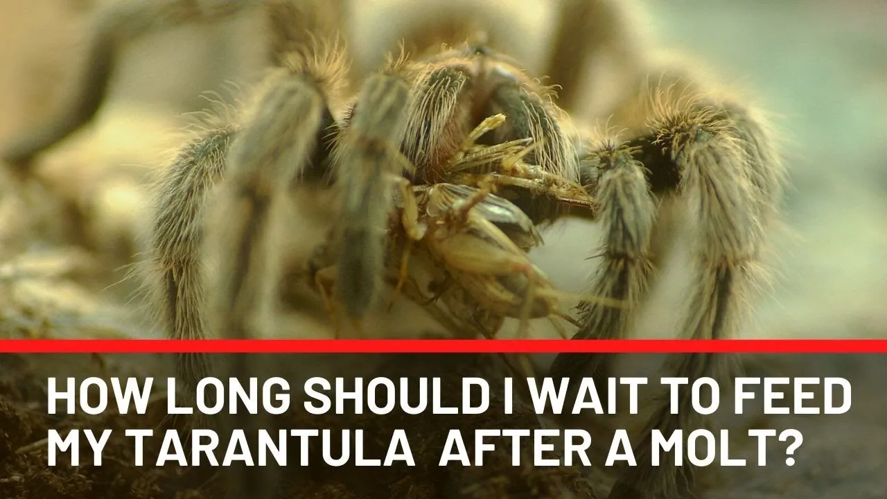 19581 tarantula safe space