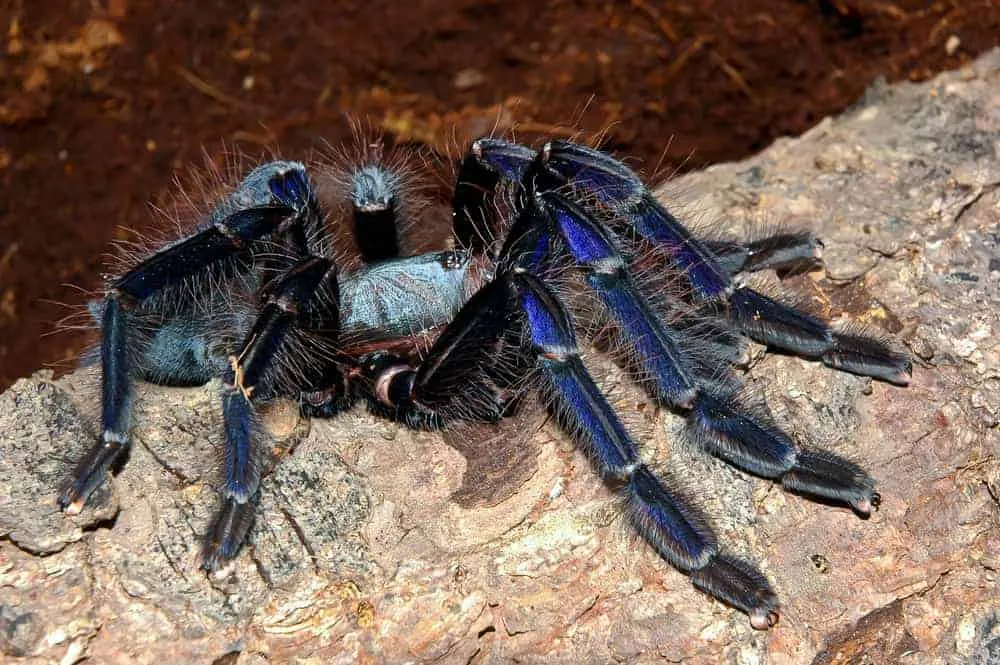 19584 central catchment tarantula