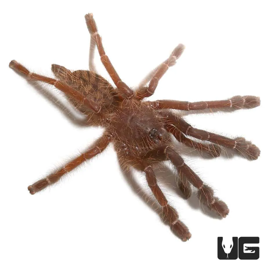 19584 labrador tarantula