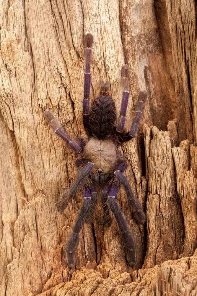 19584 pulau ubin tarantula