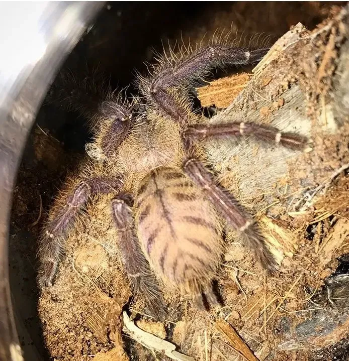19584 sungei buloh tarantula