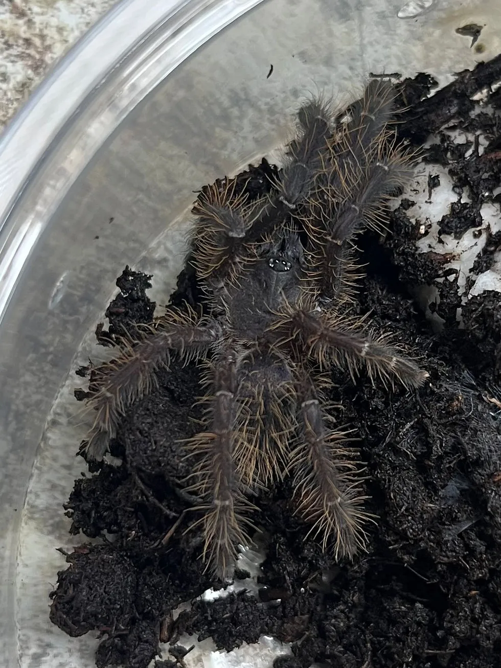 19584 tarantula identification