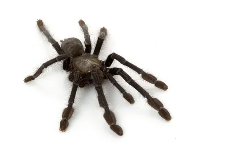 /img/19584-tarantula-watching-tips.webp