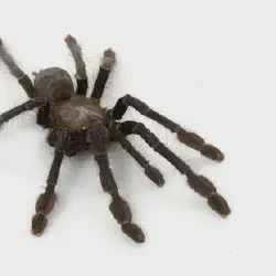 /img/19584-tarantula-watching-tips.webp
