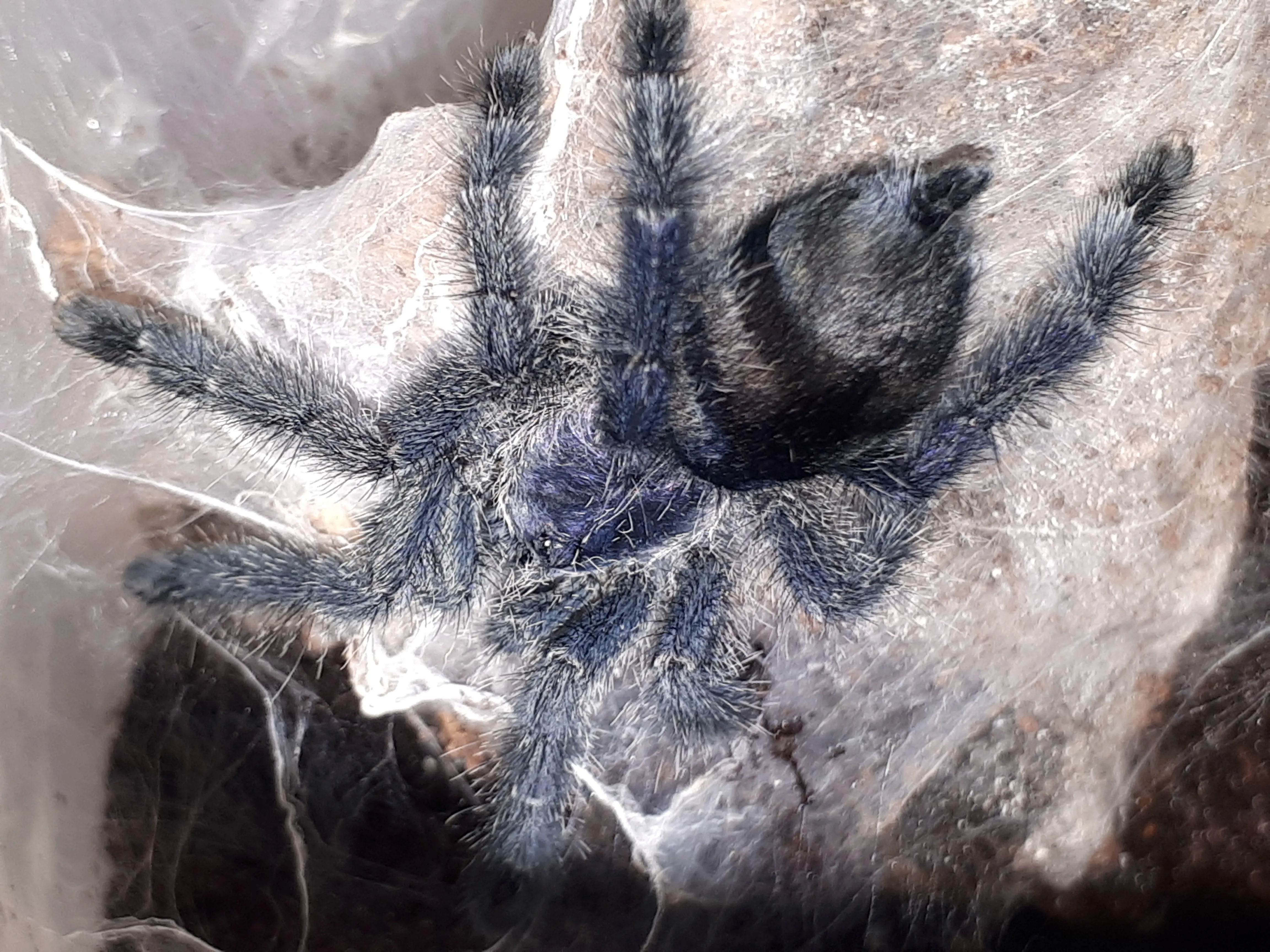 19585 auratum tarantula sling enclosure