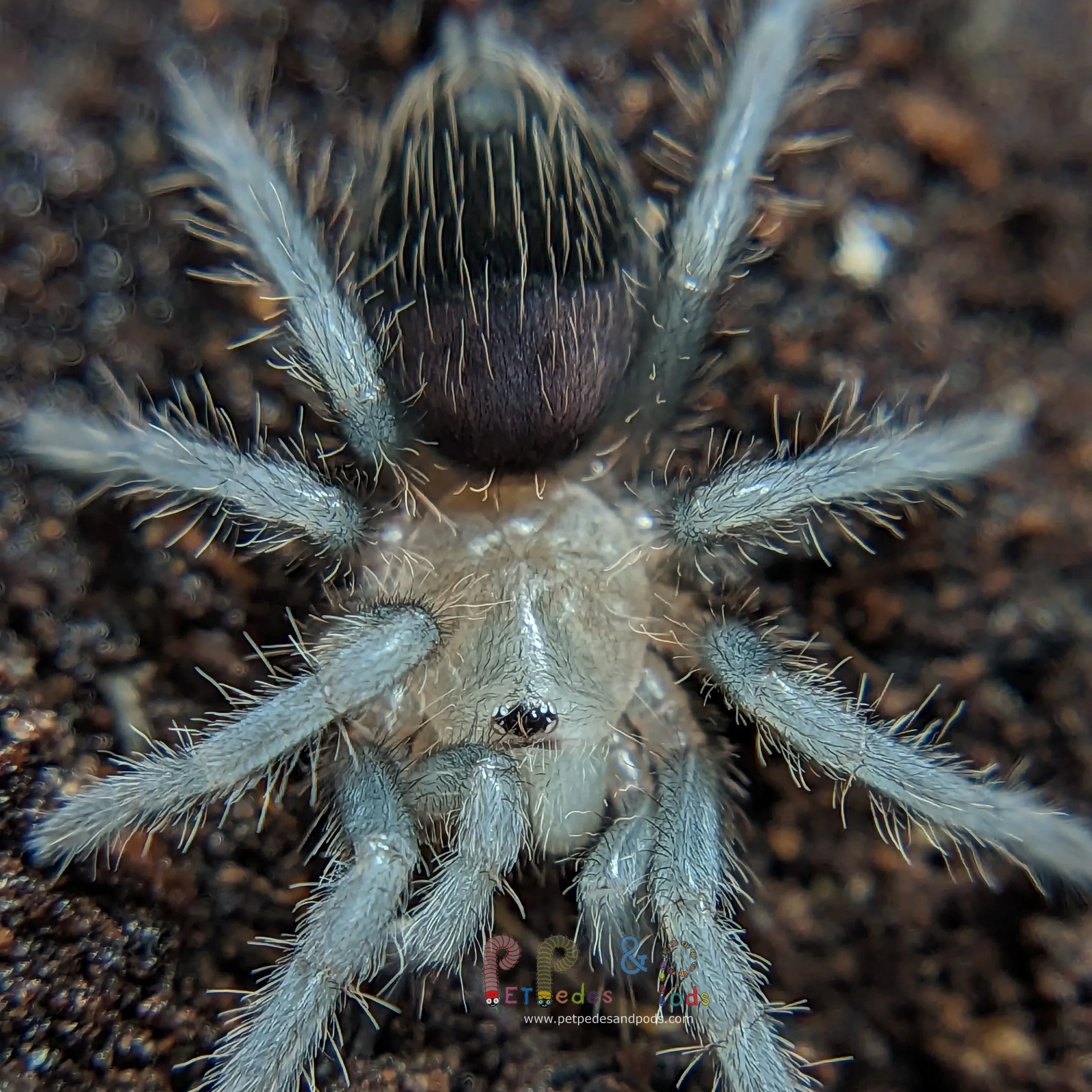19585 auratum tarantula sling feeding