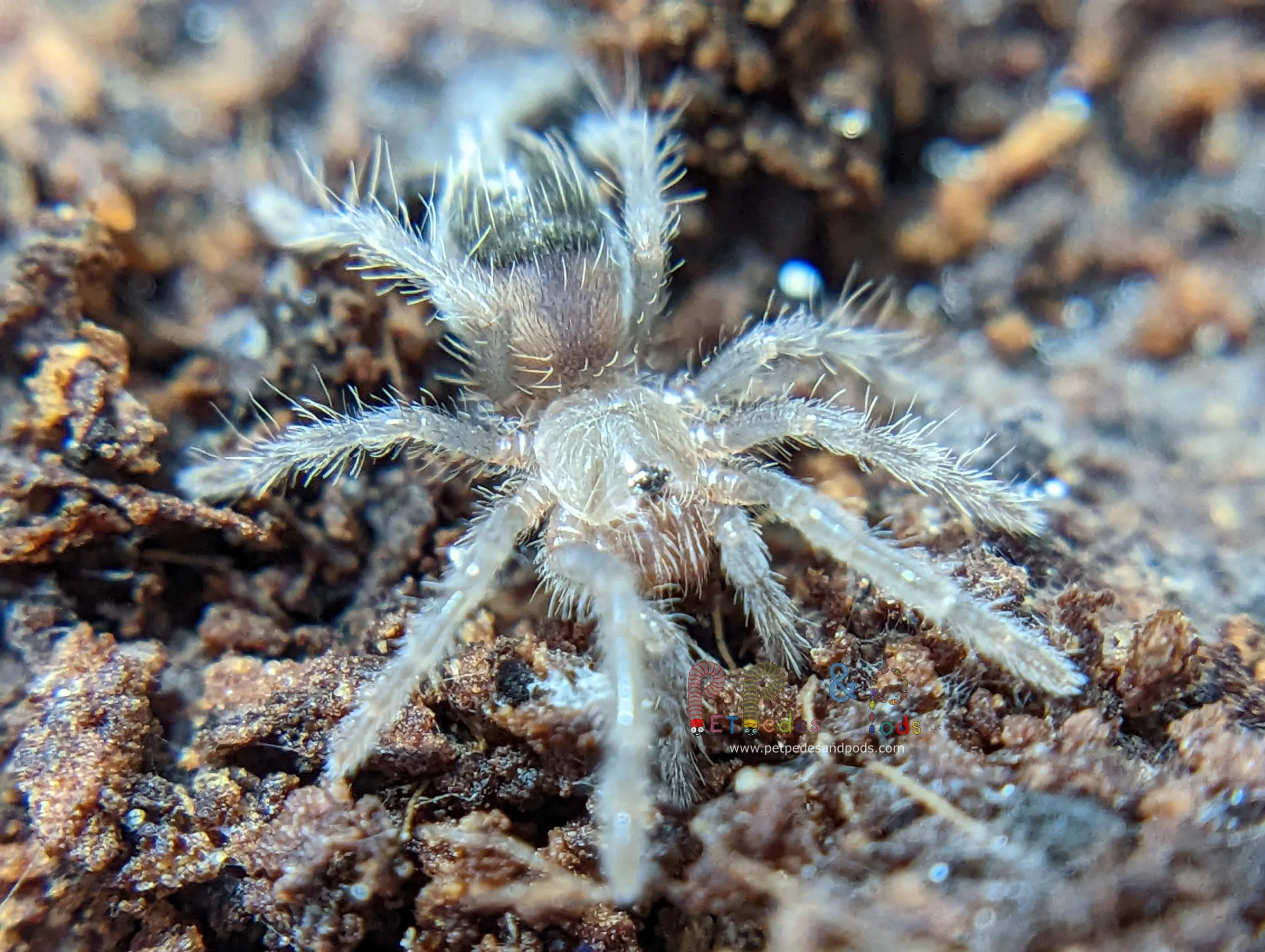 19585 auratum tarantula sling habitat