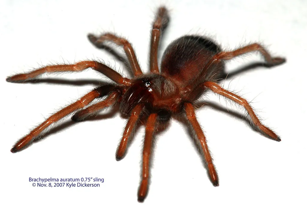 19585 auratum tarantula sling handling