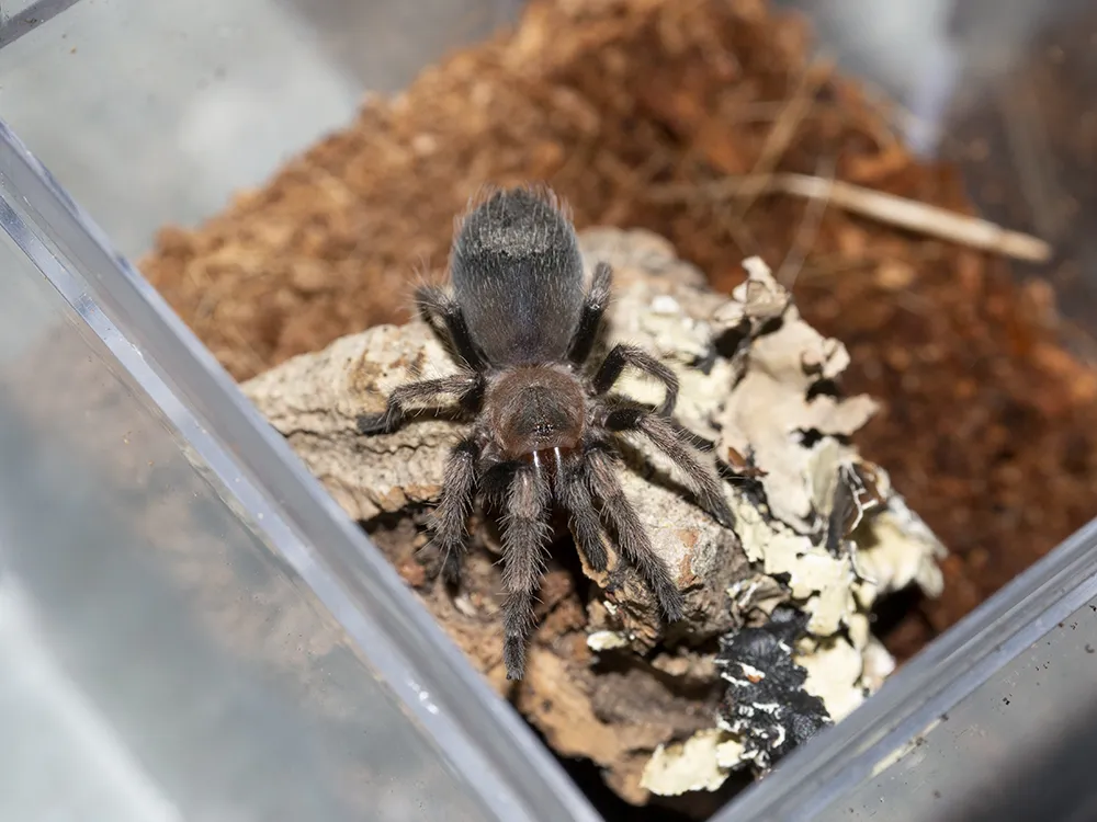 19585 auratum tarantula sling molting