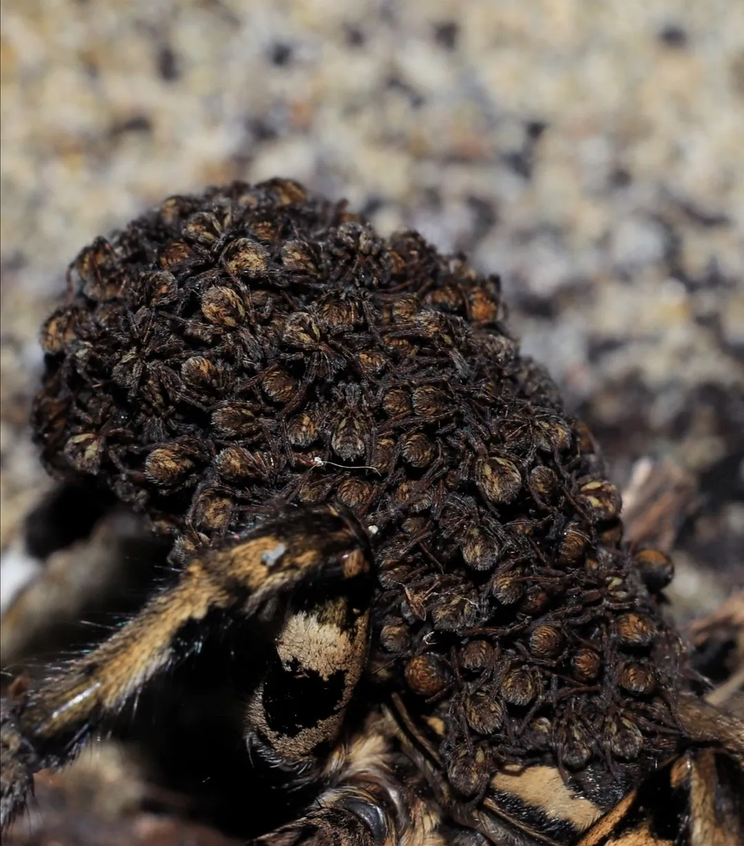 19585 auratum tarantula sling overview