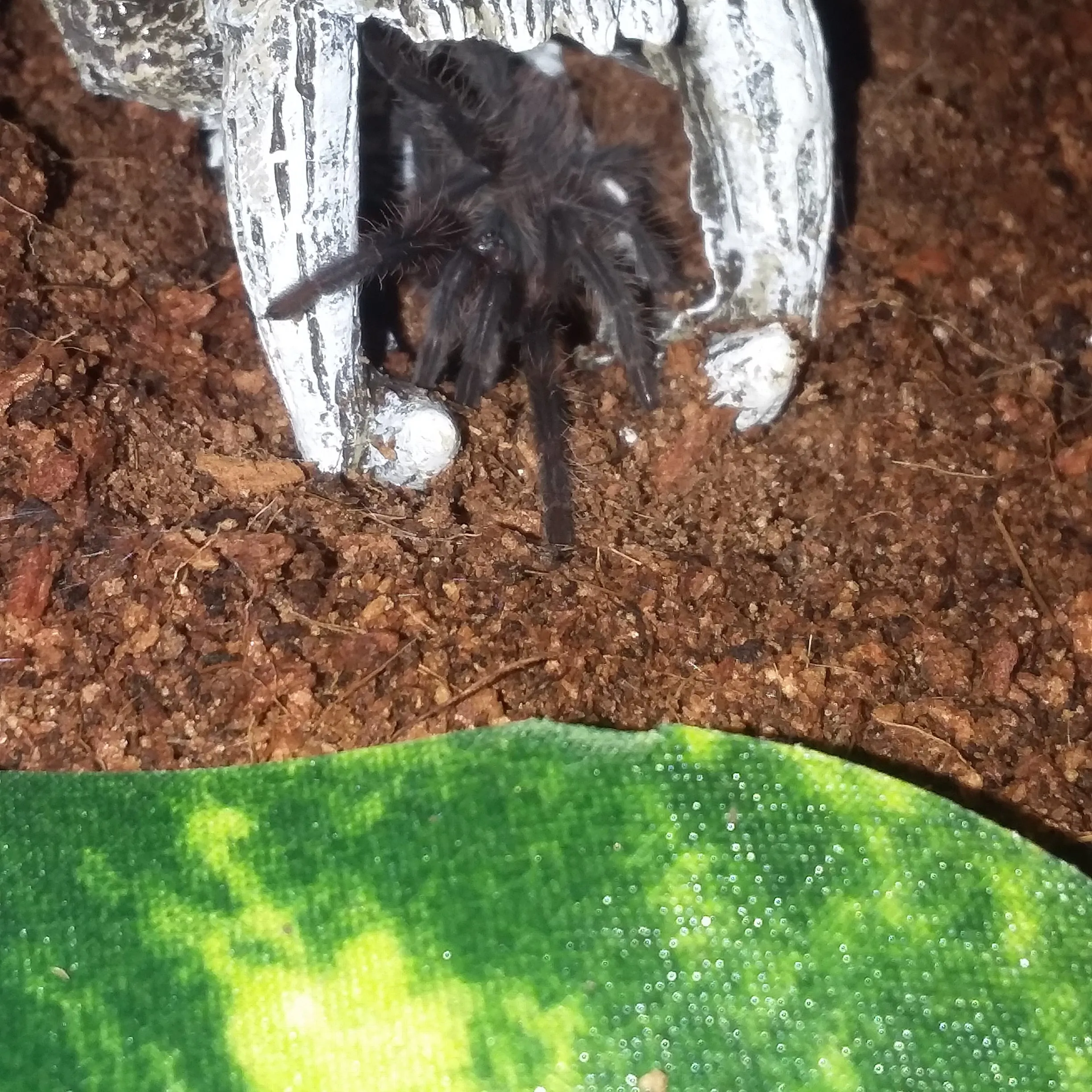 /img/19585-auratum-tarantula-sling-substrate.webp