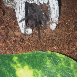 /img/19585-auratum-tarantula-sling-substrate.webp