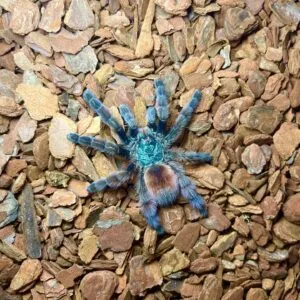 19585 auratum tarantula sling water