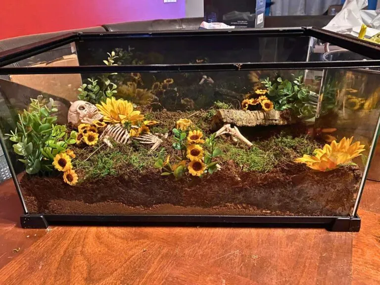 19586 tarantula molting