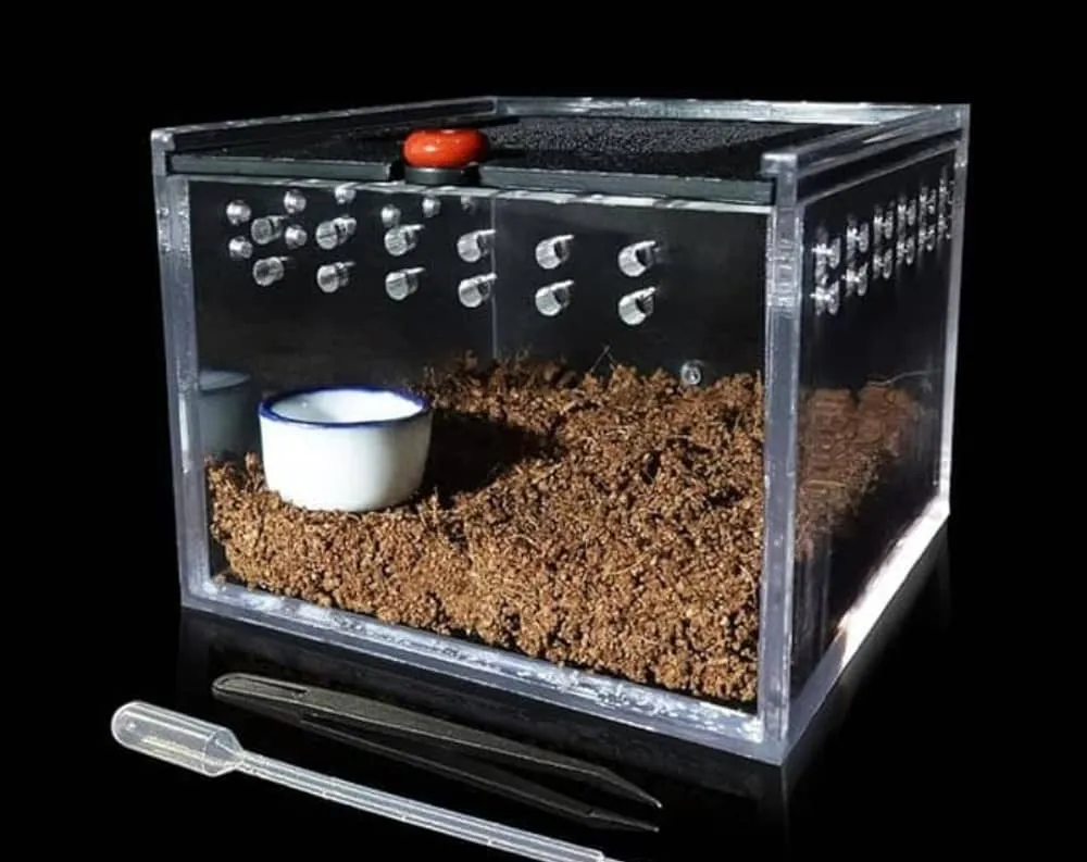 19586 tarantula species