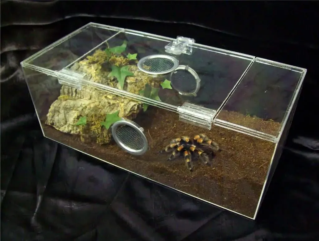 19586 tarantula thermometer