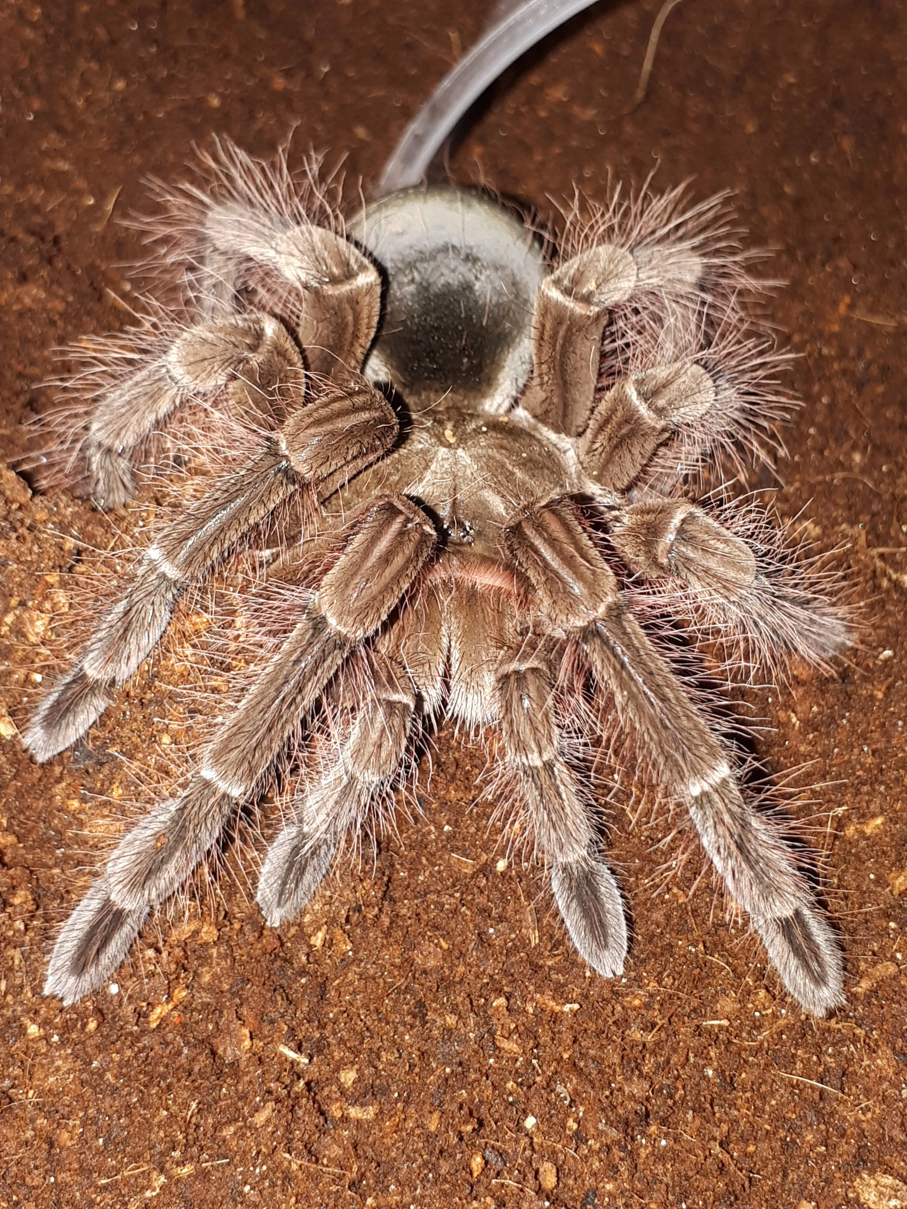 19587 blondi tarantula defensive hairs