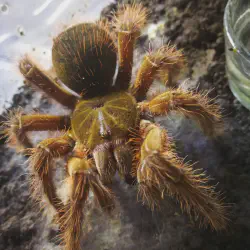 /img/19587-blondi-tarantula-enclosure.webp