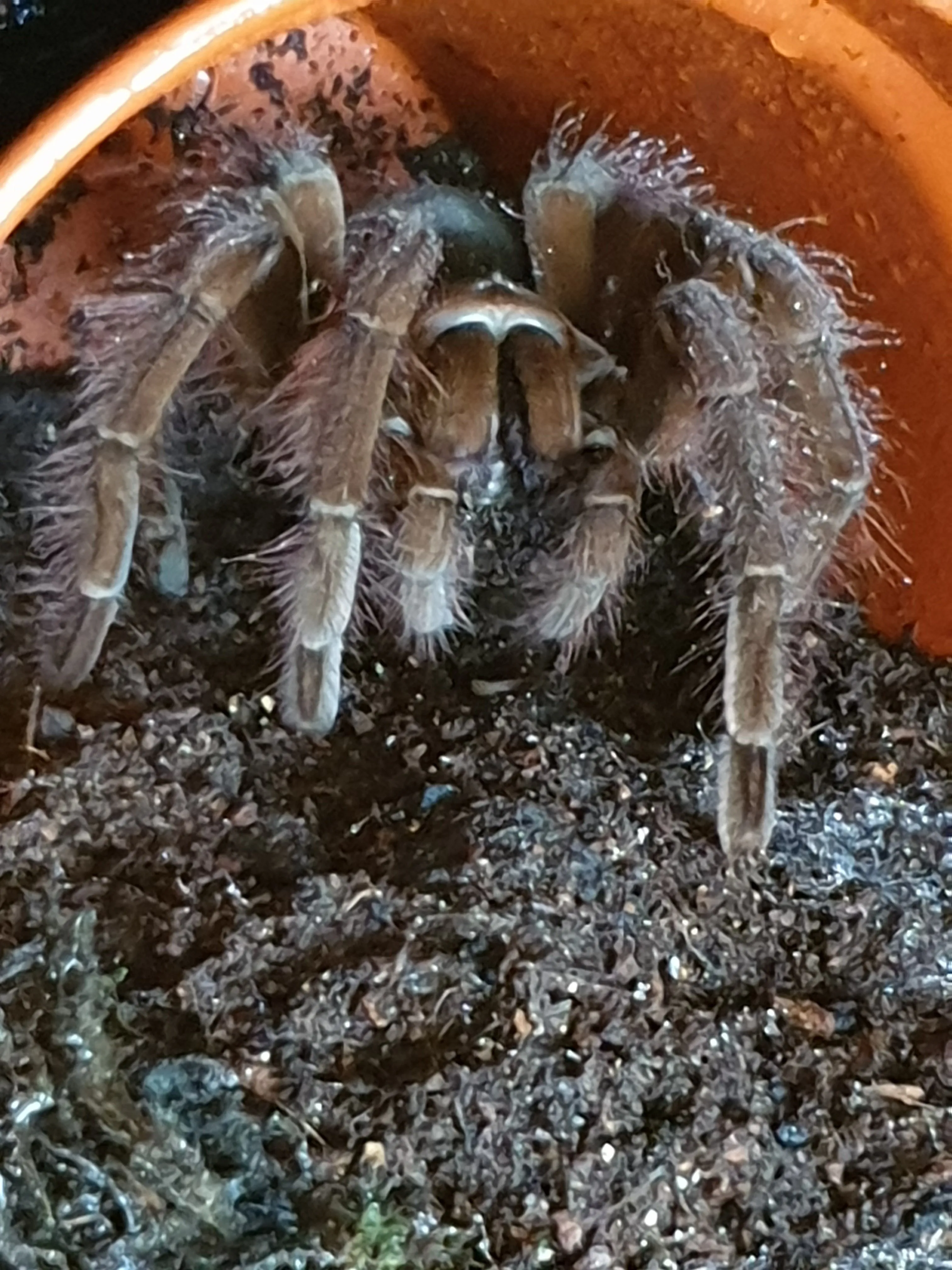 19587 blondi tarantula feeding