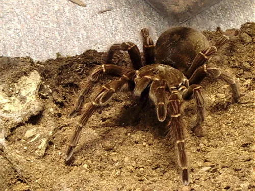 19587 blondi tarantula handling
