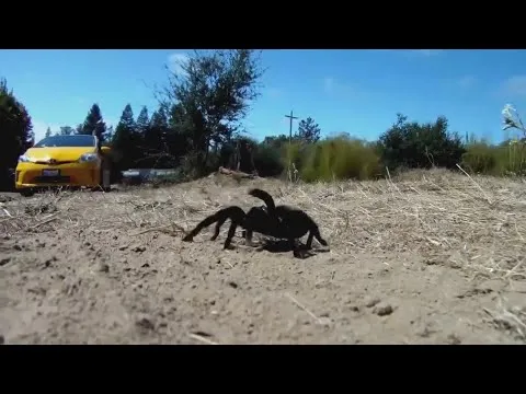 19589 tarantula journey